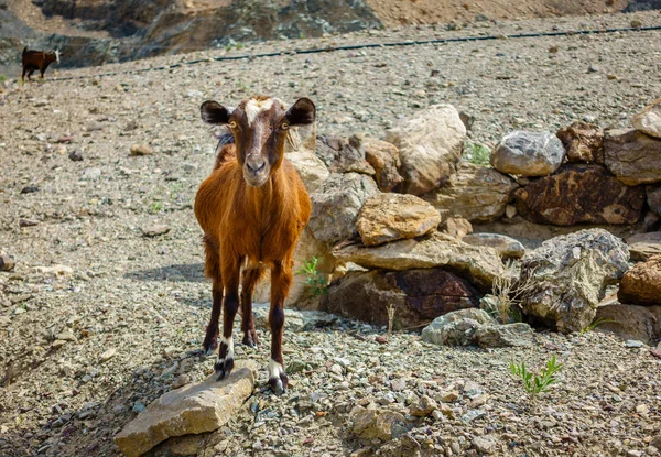 아라비아 에미리트에서에서 Hajar 산에서 염소의 — 스톡 사진