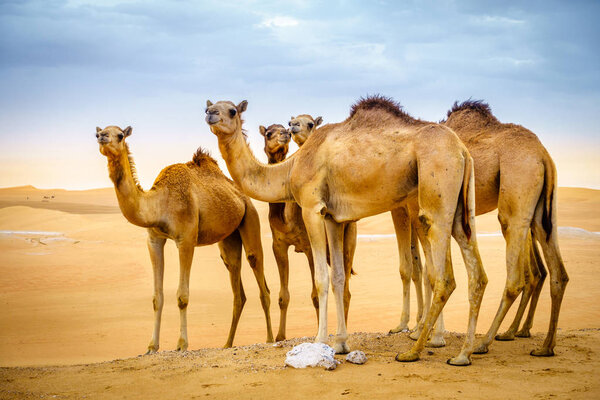 Herd of wild camels in the desert near Al Ain, UAE