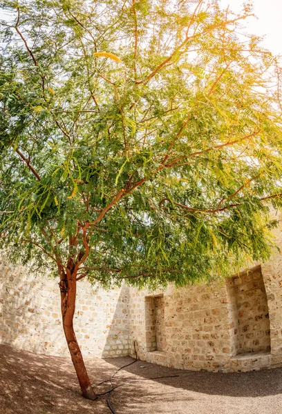 Fischaugenbild Eines Akazienbaums Einer Ecke Eines Hofes Sharjah Uae — Stockfoto