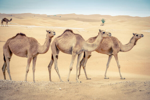A herd of wild camels in the desert near Al Ain, UAE