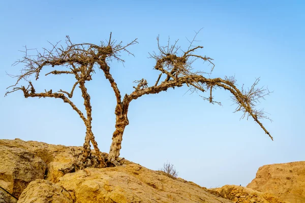Ras Khaimah Birleşik Arap Emirlikleri Çölde Kuru Akasya Ağacı — Stok fotoğraf
