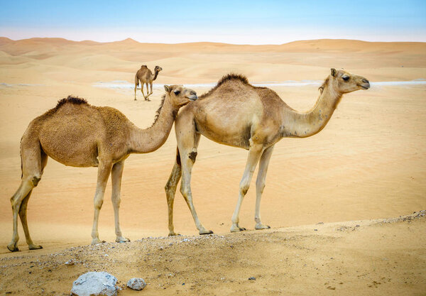 A herd of wild camels in the desert near Al Ain, UAE