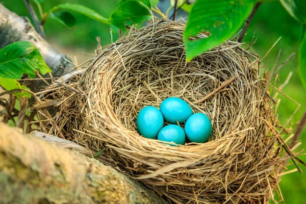 Blue Robins Eggs Nest Tree Central Kentucky — Stock Photo, Image