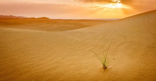Tráva Roste Písku Poušti Poblíž Ain Spojené Arabské Emiráty — Stock fotografie