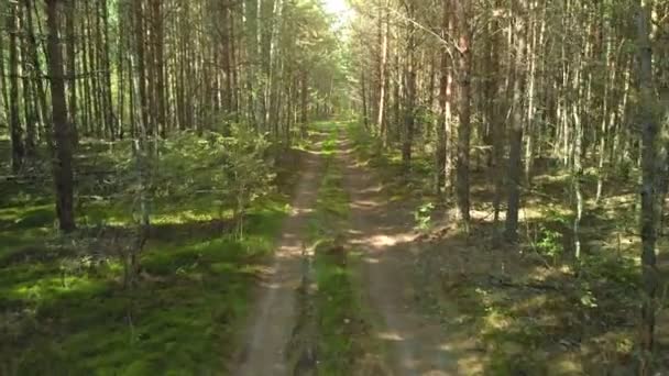 Camino Campo Través Del Bosque Fondo Luz Solar — Vídeo de stock