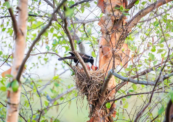 Pták Krmit Mláďata Hnízdě Stromě — Stock fotografie