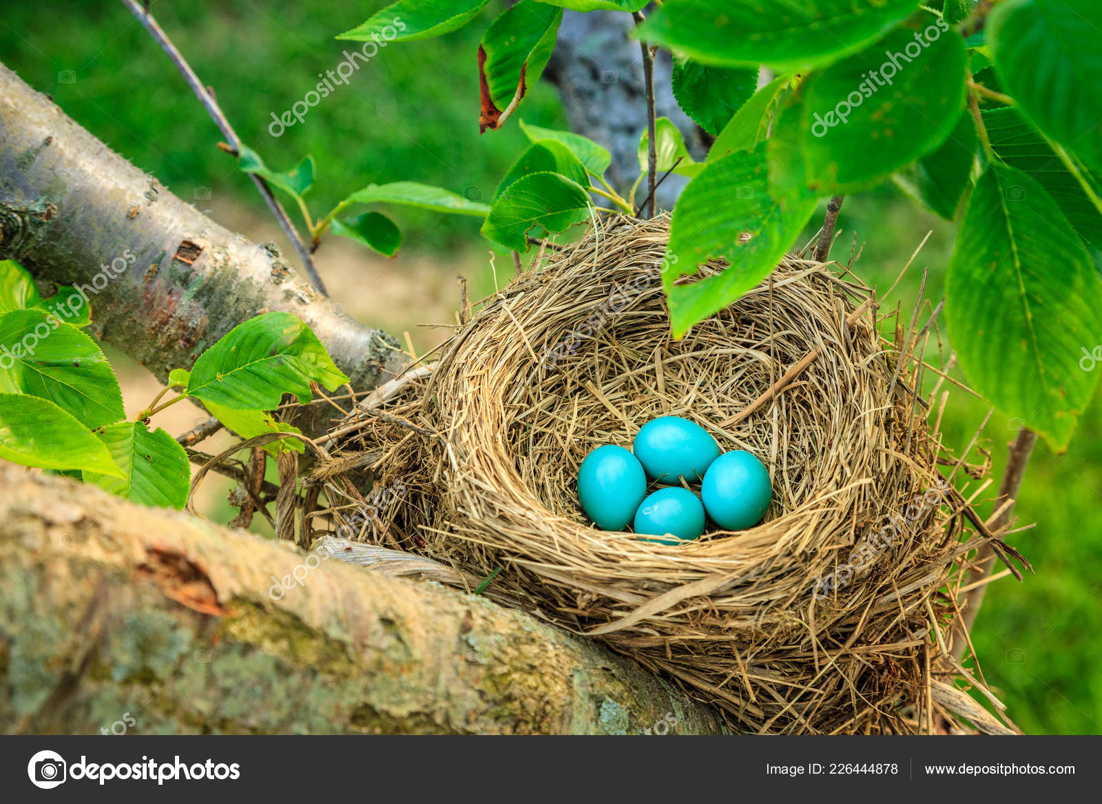 Robin Eggs Pictures Robin Eggs Stock Photos Images Depositphotos