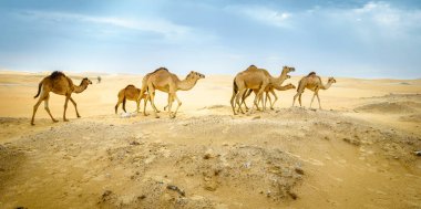 Al Ain, Birleşik Arap Emirlikleri yakınındaki çölde vahşi deve sürüsü