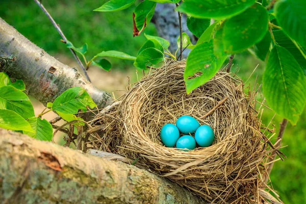 Blaukehlchen Eier Einem Nest Auf Einem Baum Central Kentucky — Stockfoto