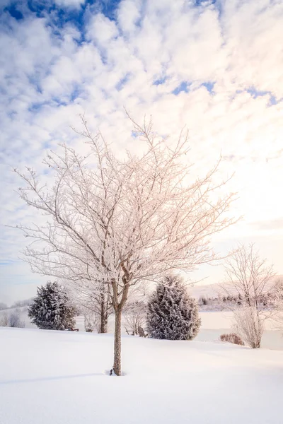 Прекрасное Зимнее Утро Маленьком Озере Возле Джорджтауна Кентукки — стоковое фото