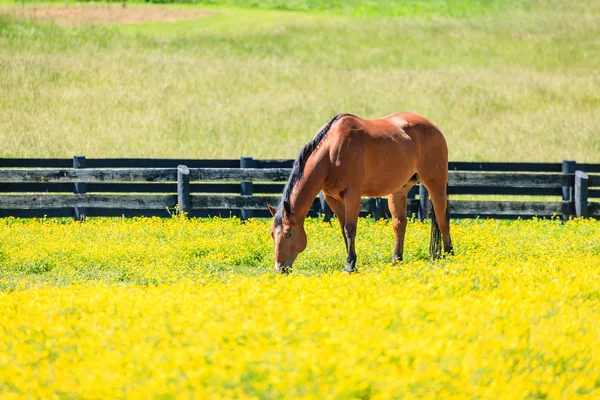 肯塔基州中部一个农场里美丽的栗子母马 — 图库照片