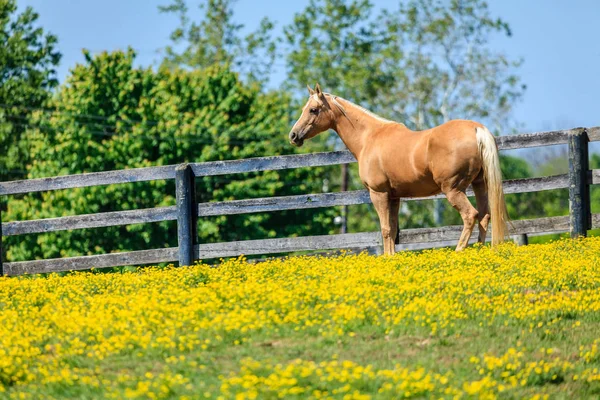 Vacker Palomino Sto Gård Centrala Kentucky — Stockfoto