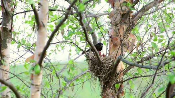 在巢穴里喂养幼鸟的鸟 — 图库视频影像