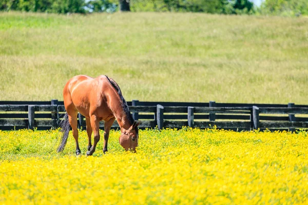 Schöne Fuchsstute Auf Einer Farm Central Kentucky — Stockfoto