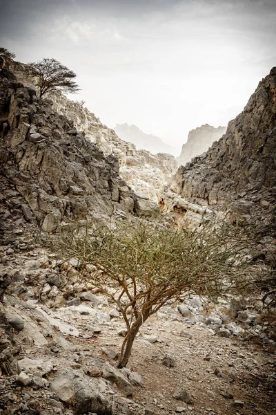 Małe Wadi Górach Hajar Ras Khaimah Zjednoczone Emiraty Arabskie — Zdjęcie stockowe