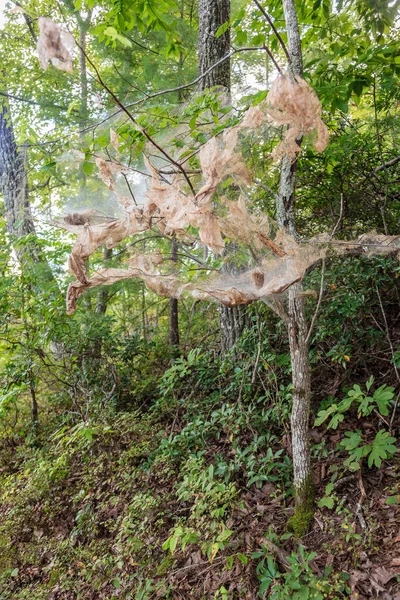 Teia Webworm Queda Torno Árvores Red River Gorge Kentucky — Fotografia de Stock