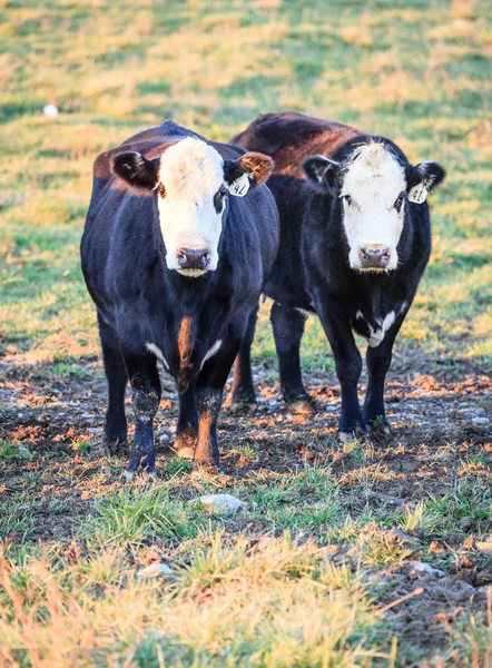 肯塔基州中部一个农场里的两头奶牛 — 图库照片