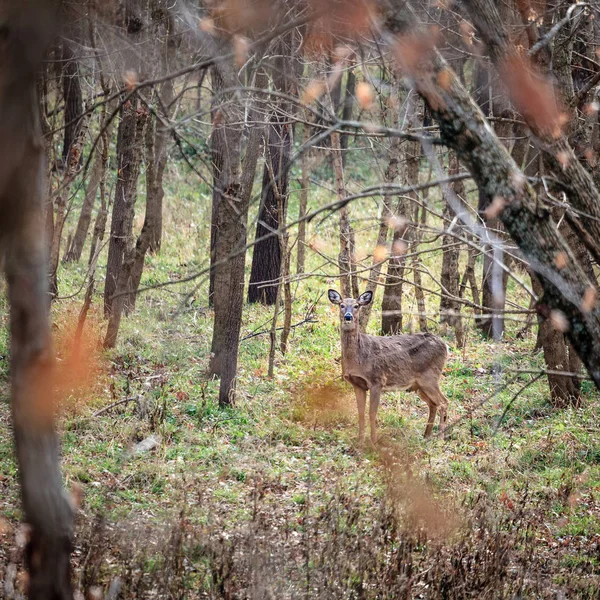 Jelen Běloocasý Lesích Středním Kentucky Podzim — Stock fotografie