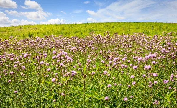 Vista Panorámica Del Campo Flores Silvestres Kentucky Central Verano — Foto de Stock