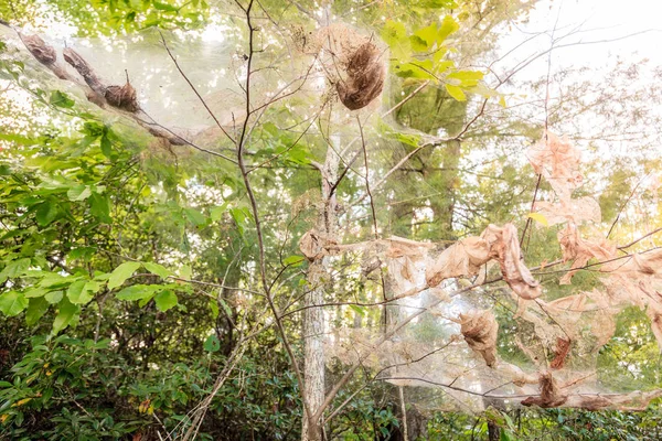 Webworm Automne Sangle Autour Des Arbres Dans Les Gorges Rivière — Photo