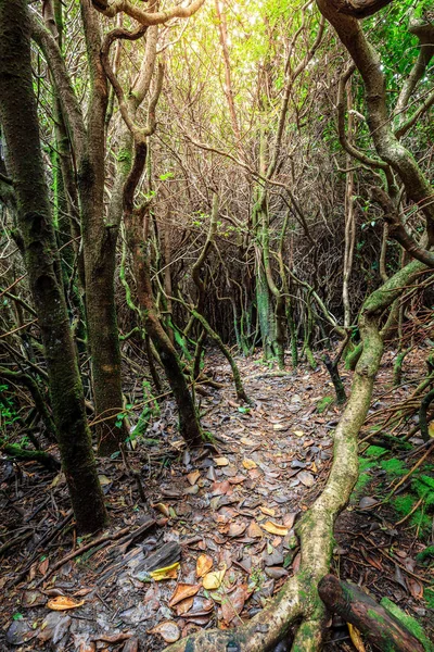 哥斯达黎加Poas Volcano国家公园的云林 — 图库照片