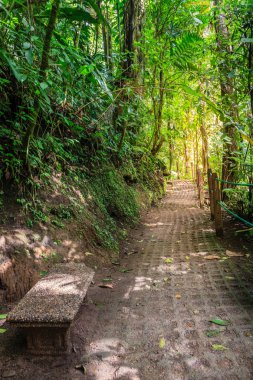 Walkpath parkta Arenal asma köprüler Kosta Rika