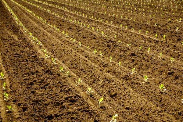 Brotes Tabaco Recién Plantados Campo Kentucky Central — Foto de Stock