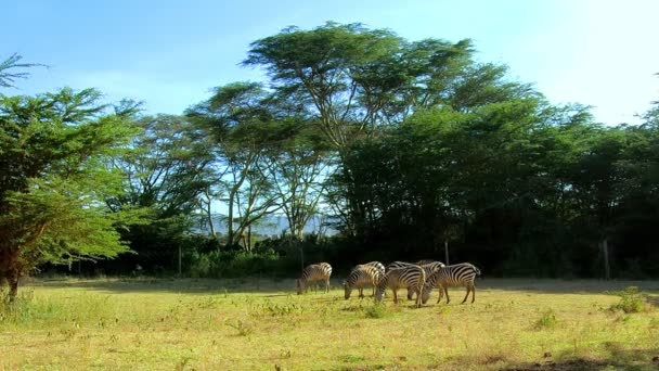 草地上的斑马群 — 图库视频影像
