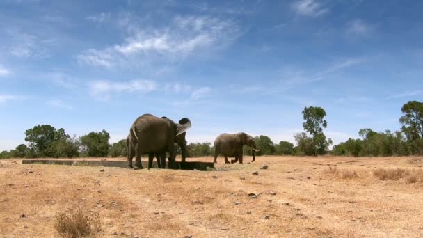 Vilda Elefanter Centrala Kenya — Stockvideo