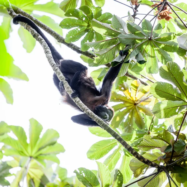 Kosta Rika Daki Teh Yağmur Ormanlarında Ağaç Üzerinde Uluyan Maymun — Stok fotoğraf