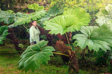 Kadın, Gunnera manikürünün ya da Brezilya devi ravent ağacının yapraklarının altında duruyor.