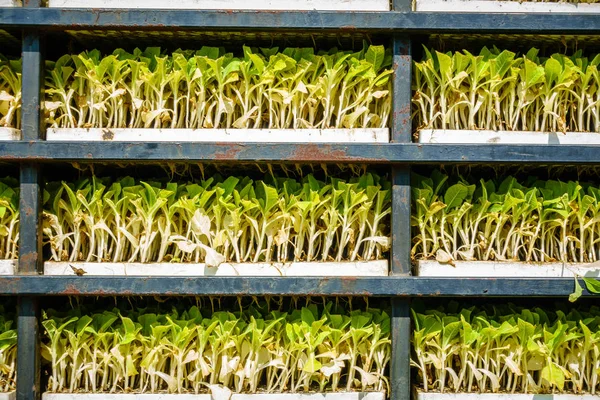 Nahaufnahme Von Regalen Mit Tabaksprossen Die Zum Pflanzen Bereit Stehen — Stockfoto