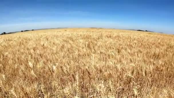 中央ケニアの麦畑 — ストック動画
