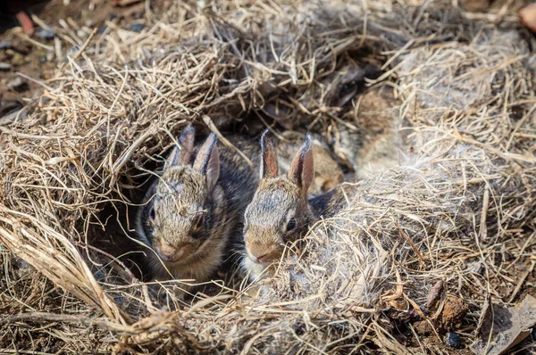 Few Weeks Old Baby Rabbits Nest Found Vegetable Garden — Stock Photo, Image