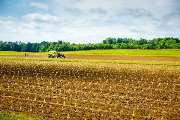 Frisch Gepflanzte Tabaksprossen Auf Dem Feld Central Kentucky — Stockfoto