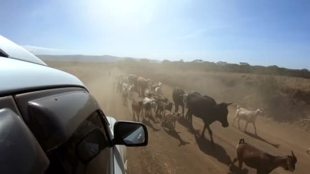 Домашнее Стадо Сельской Дороге Кении — стоковое видео