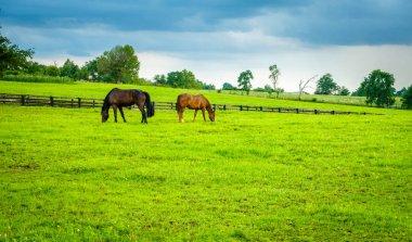 Kentucky'de bir çayırda atlar