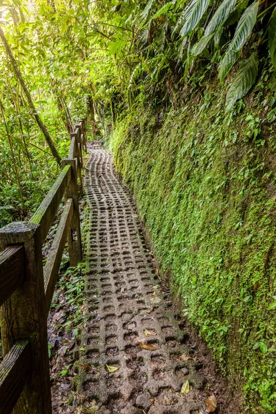 Parque de suspensão das pontes de mistico Arenal — Fotografia de Stock