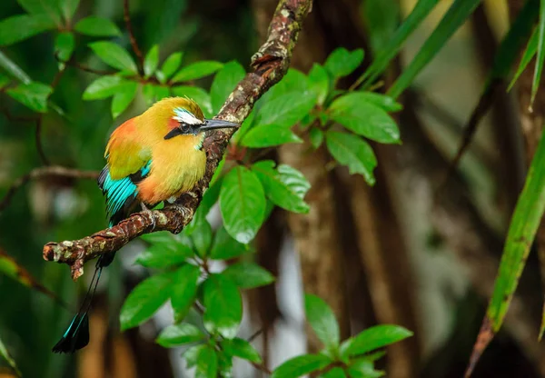 Motmot-de-testa-turquesa — Fotografia de Stock