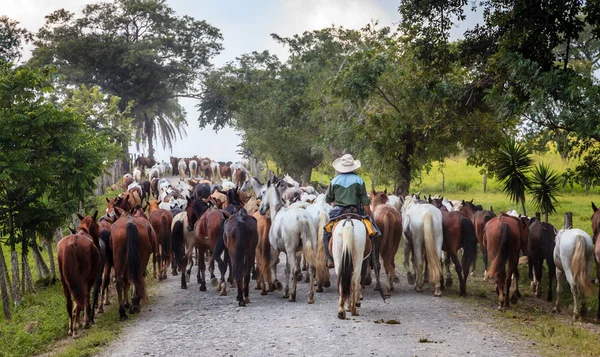 Reeks paarden op een kleine weg in Costa Rica — Stockfoto