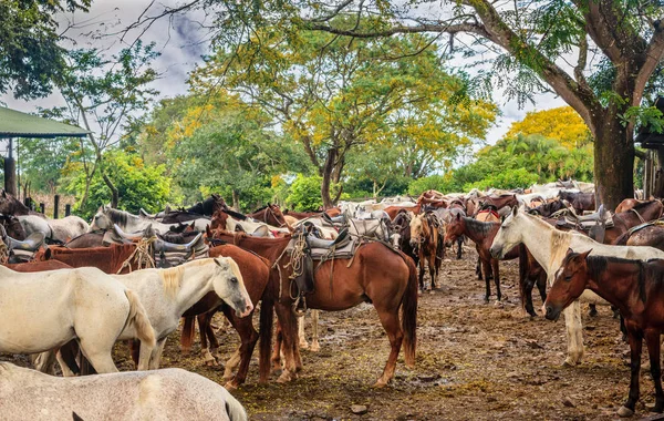 Paarden op een boerderij in Costa Rica — Stockfoto