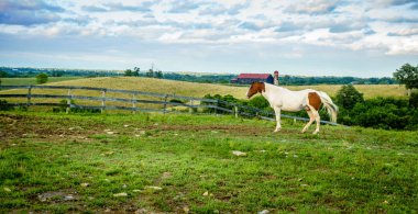 Horse on a farm in Kentucky clipart