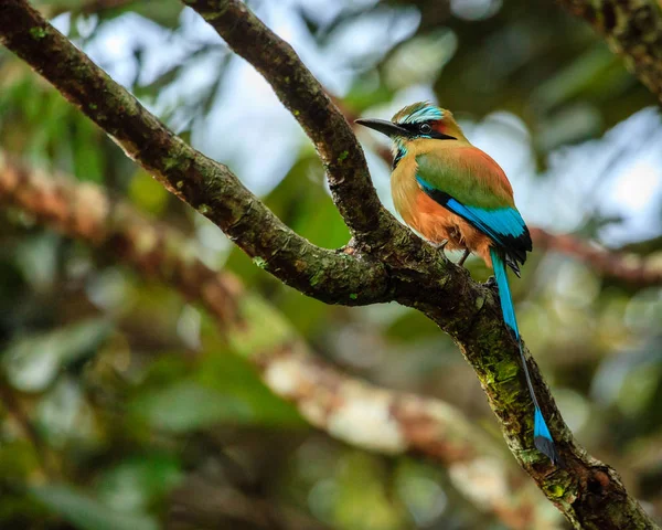 Turkos-brynt motmot — Stockfoto