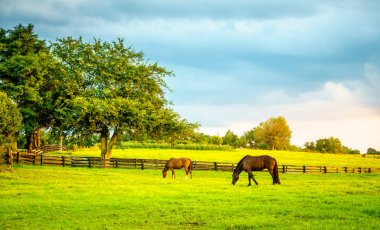 Kentucky 'de bir çiftlikte otlayan iki at.