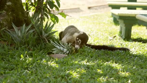 Nasenbär Frisst Essen Auf Einem Rastplatz Einem Park Costa Rica — Stockvideo