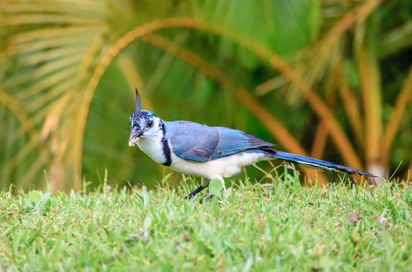 Weißkehlammervogel ernährt sich von einer Motte — Stockfoto