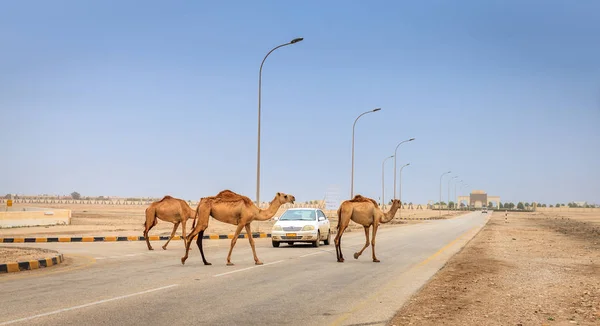 Kameler på vägen i Oman — Stockfoto