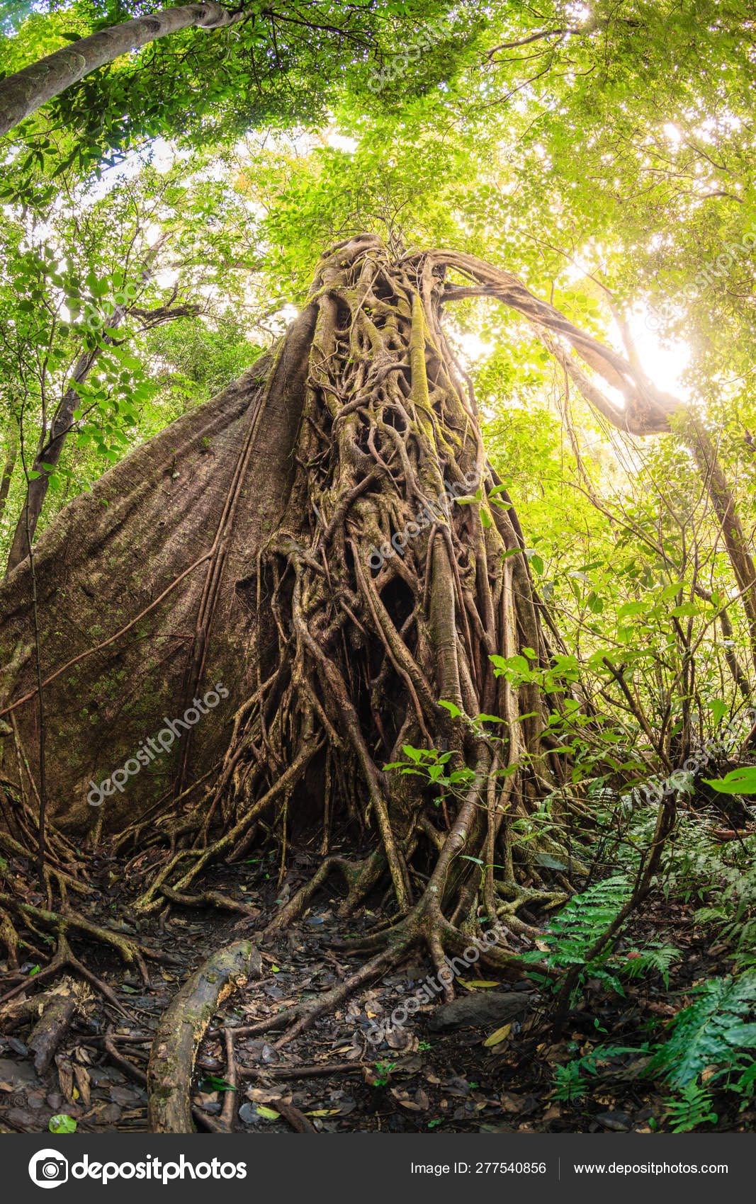 Higuera estranguladora en bosque tropical: fotografía de stock