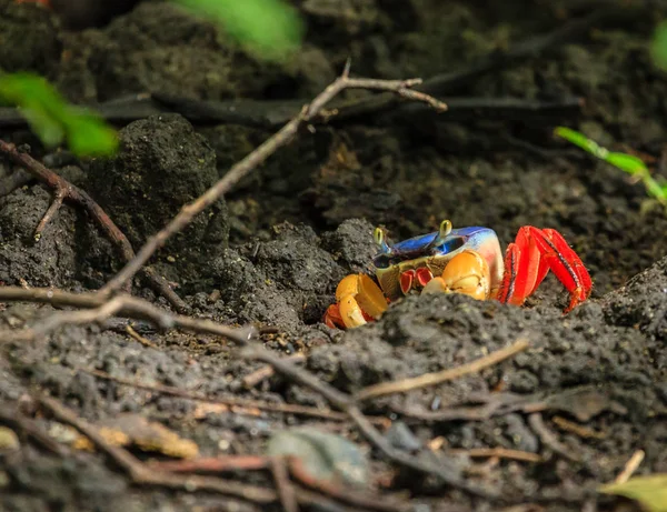 Terra rossa Granchio in Costa Rica — Foto Stock