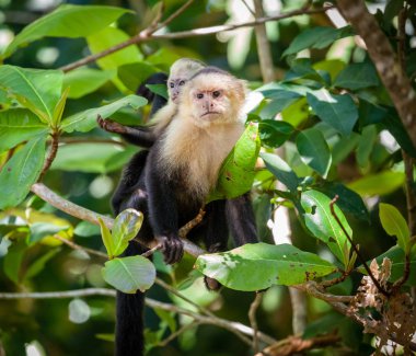 Capuchin monkey mother with baby clipart
